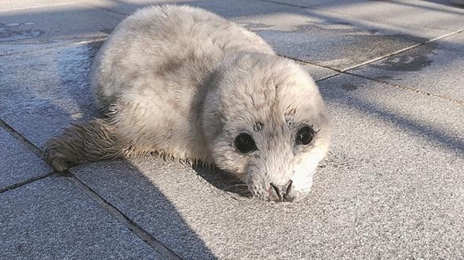受伤斑海豹幼崽旅顺海域获救