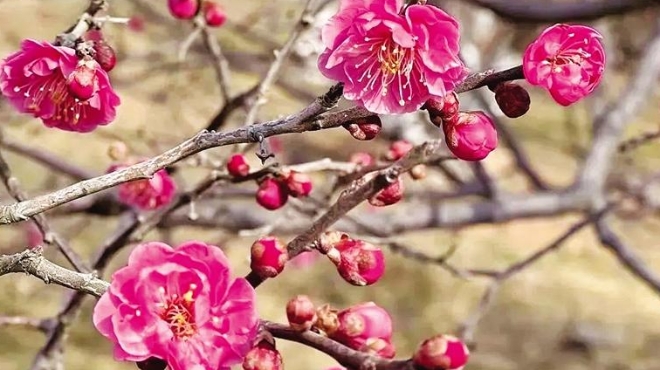 花样大连
