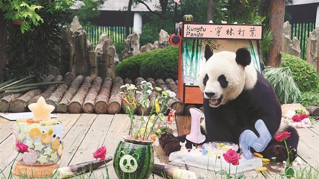 萌！“酷玩少年”大熊猫金虎15岁啦