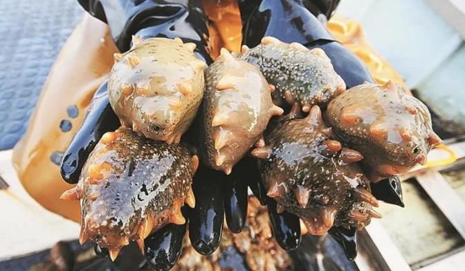 大连两部门联合发布：海珍品养殖高温风险提示