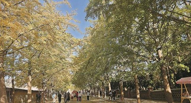 旅顺太阳沟进入最佳观赏季