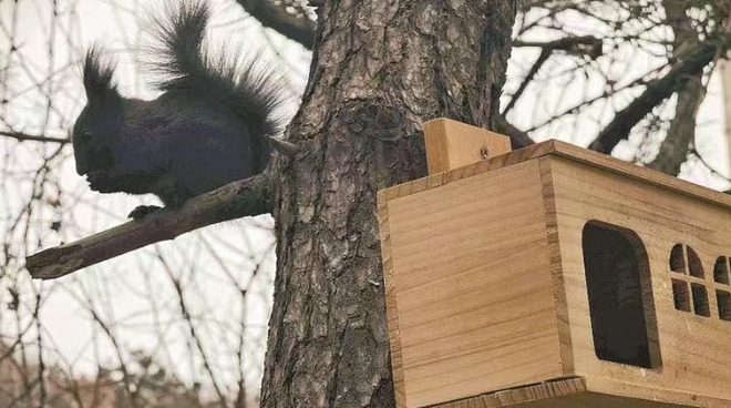 松鼠“别墅群” 搭建大连“冬日童话”