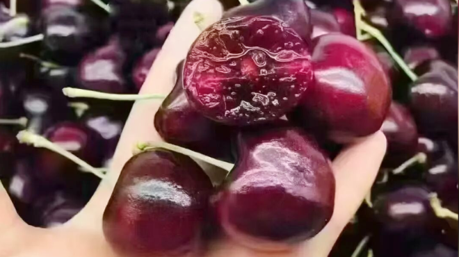 首批海运车厘子来大连了