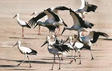 蓝天碧海 大地丰饶 鹳鹭嬉戏 心有所悦
