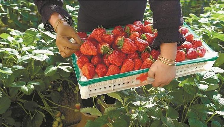 冬季“时令”水果端上长海餐桌