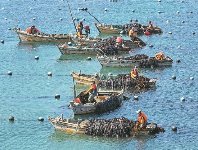 “海上农田”3月大丰收