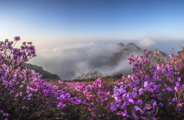 走啊，去大黑山看杜鹃花海！