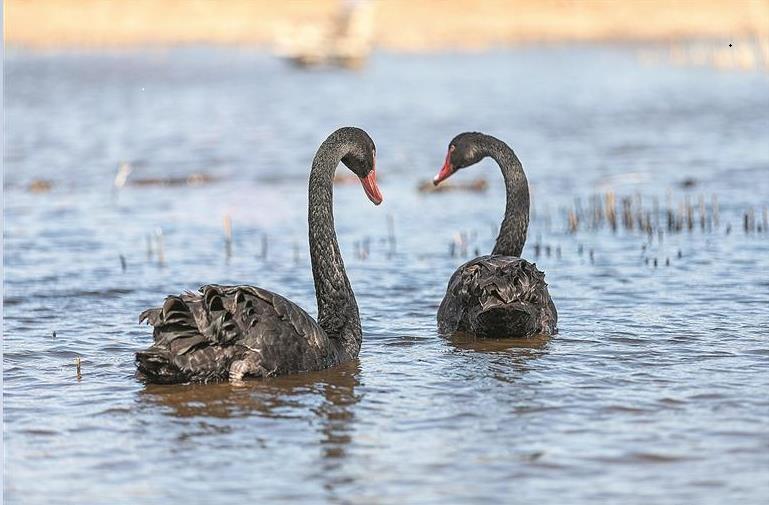 “溜”到旅顺海边的黑天鹅安全“返校”