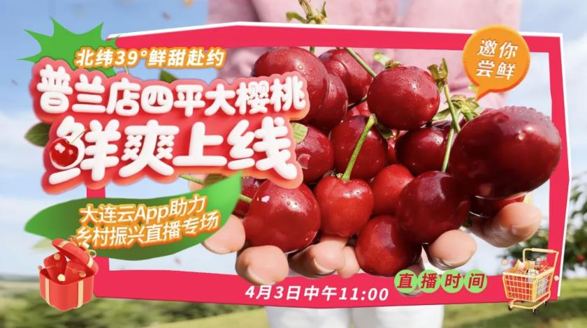 樱桃树下有直播，看好哪棵摘哪棵！还能送一单！