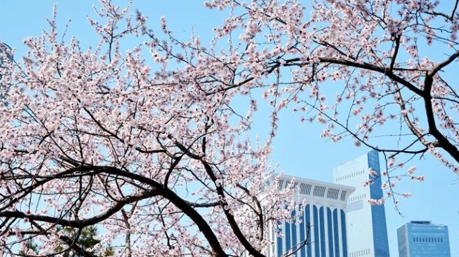 春日顶流！大连这里，百花接力