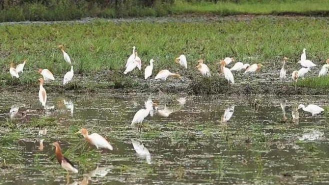 人鸟和谐共生 共护生态家园