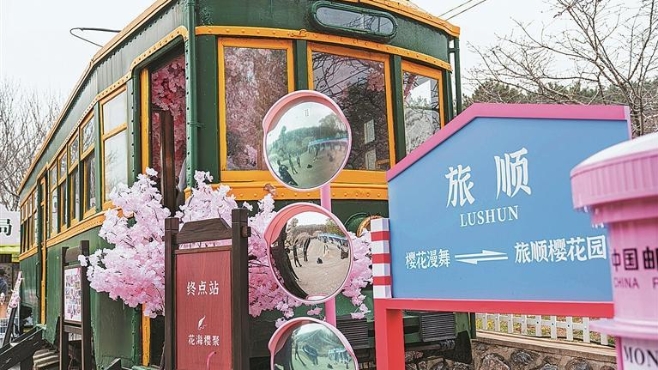 2026第十八届大连（旅顺）樱花季启幕