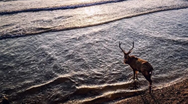 48秒视频冲上热搜！主角是咱滨海鹿