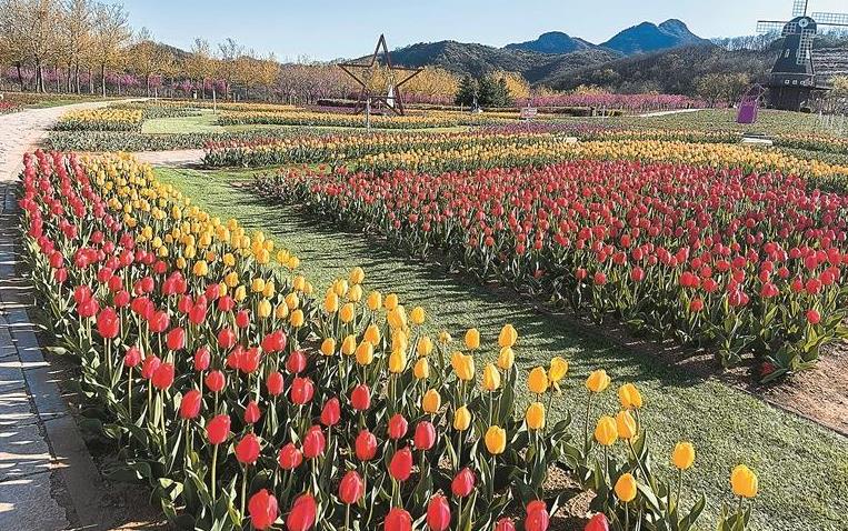 150亩东沟花海绽放春天画卷