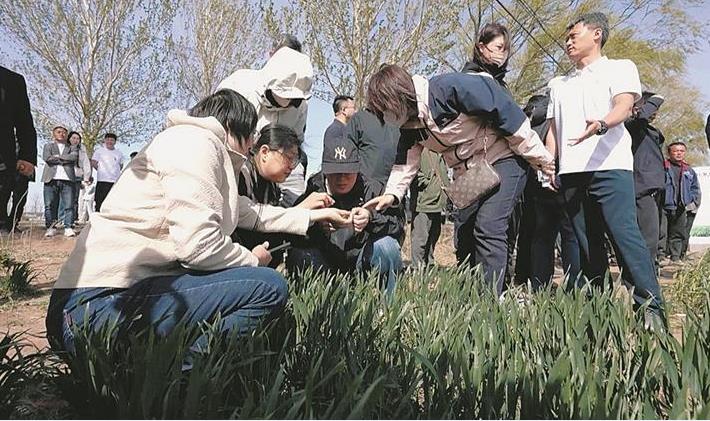大连市小麦复种暨春耕备耕现场会在瓦房店市举行