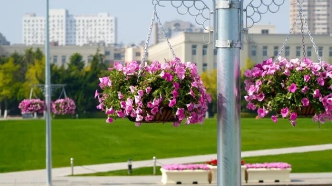 上鲜花！大连街景，焕然一新！
